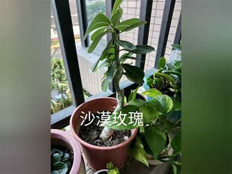 西曬陽台 植物|【適合西曬陽台的植物】「解決西曬陽台煩惱！25 種適合西曬陽。